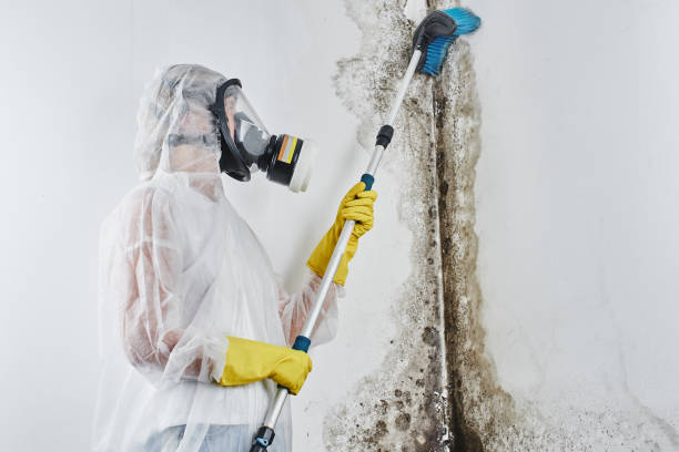 Best Basement Mold Remediation in Fernley, NV
