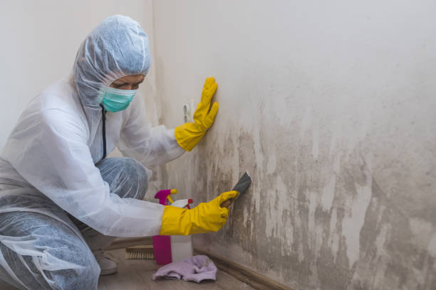 Best Localized Mold Remediation (e.g., coastal areas, humid climates) in Fernley, NV