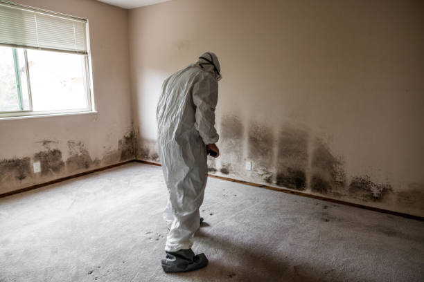 Best HVAC Mold Remediation in Fernley, NV