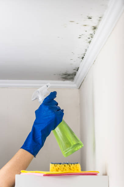 Best Basement Mold Remediation in Fernley, NV